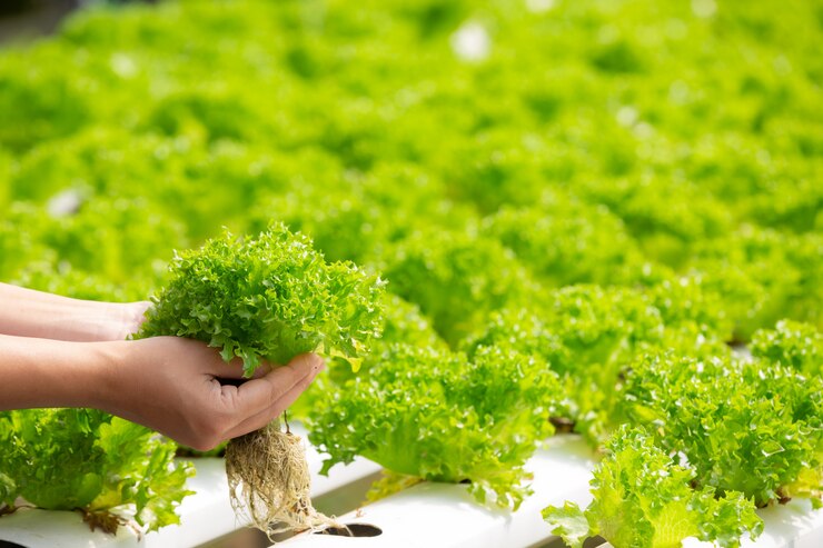 Cultivating Tomorrow: Unveiling the Wonders of Hydroponics in Agriculture
