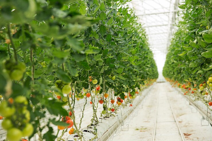 Rising to New Heights: The Promise and Potential of Vertical Farming